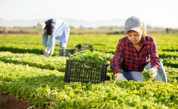 Farm worker Jobs in Canada 16 Nov