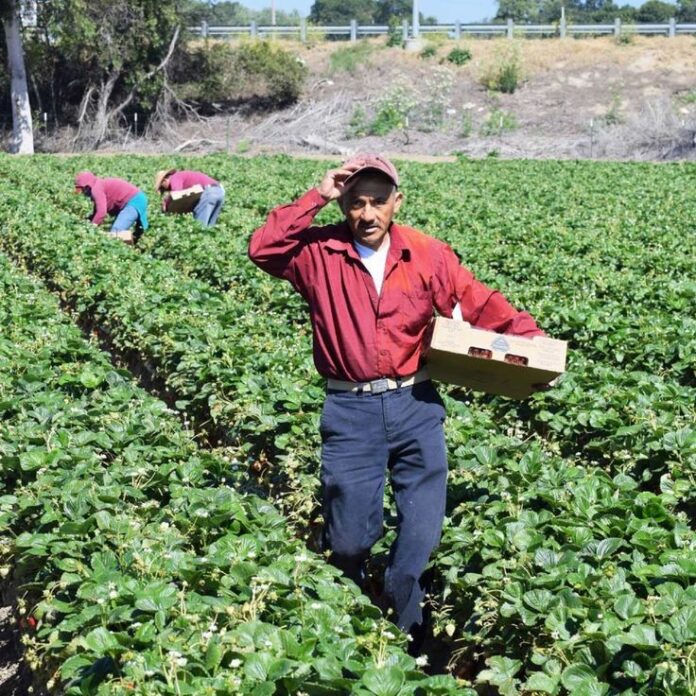 Farm Worker Jobs in Auckland 6 March