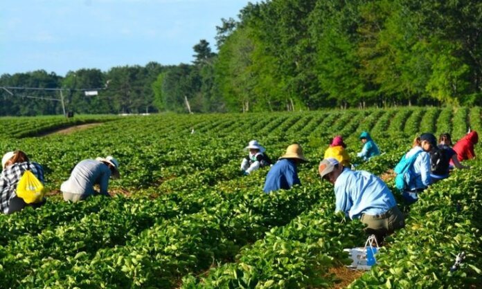 Farm Worker Jobs in Canada